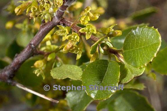 rhamnus ilicifolia 4 graphic